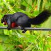 Prevost's Squirrel