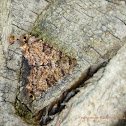 Coenipeta bibitrix Moth