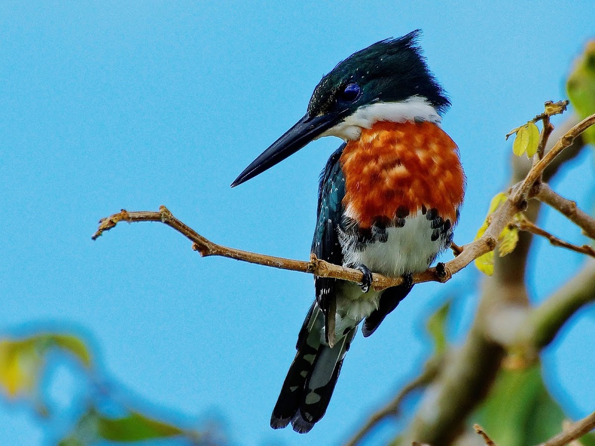 Martim-pescador-pequeno(Green Kingfisher)