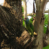 Blue-throated Barbet