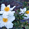 California Tree Poppy