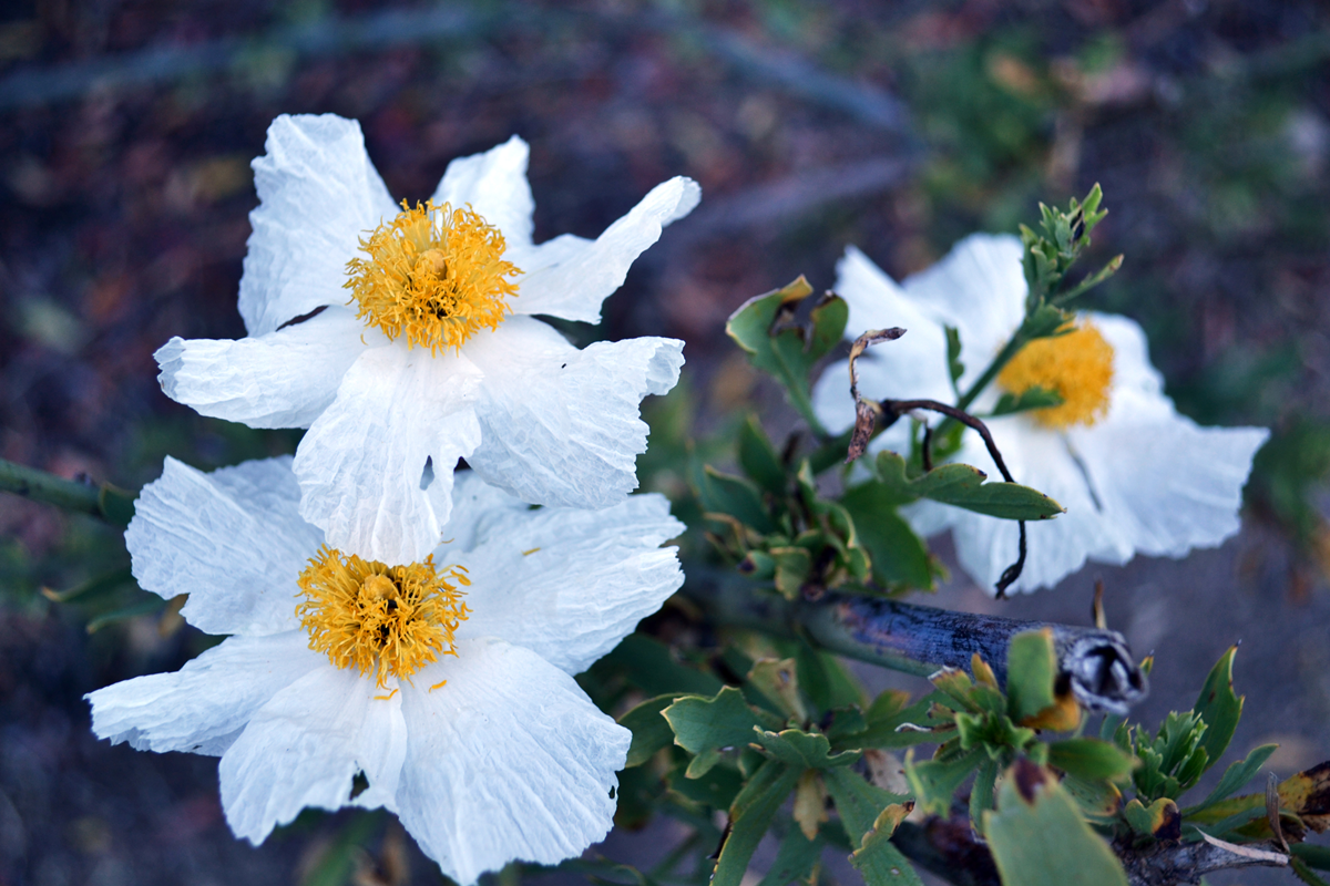 California Tree Poppy