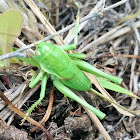 Mormon cricket