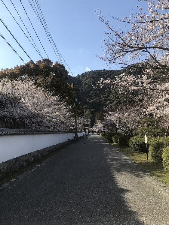 99-81さんが投稿した花見ドライブ🌸に関するカスタム事例の投稿画像3枚目