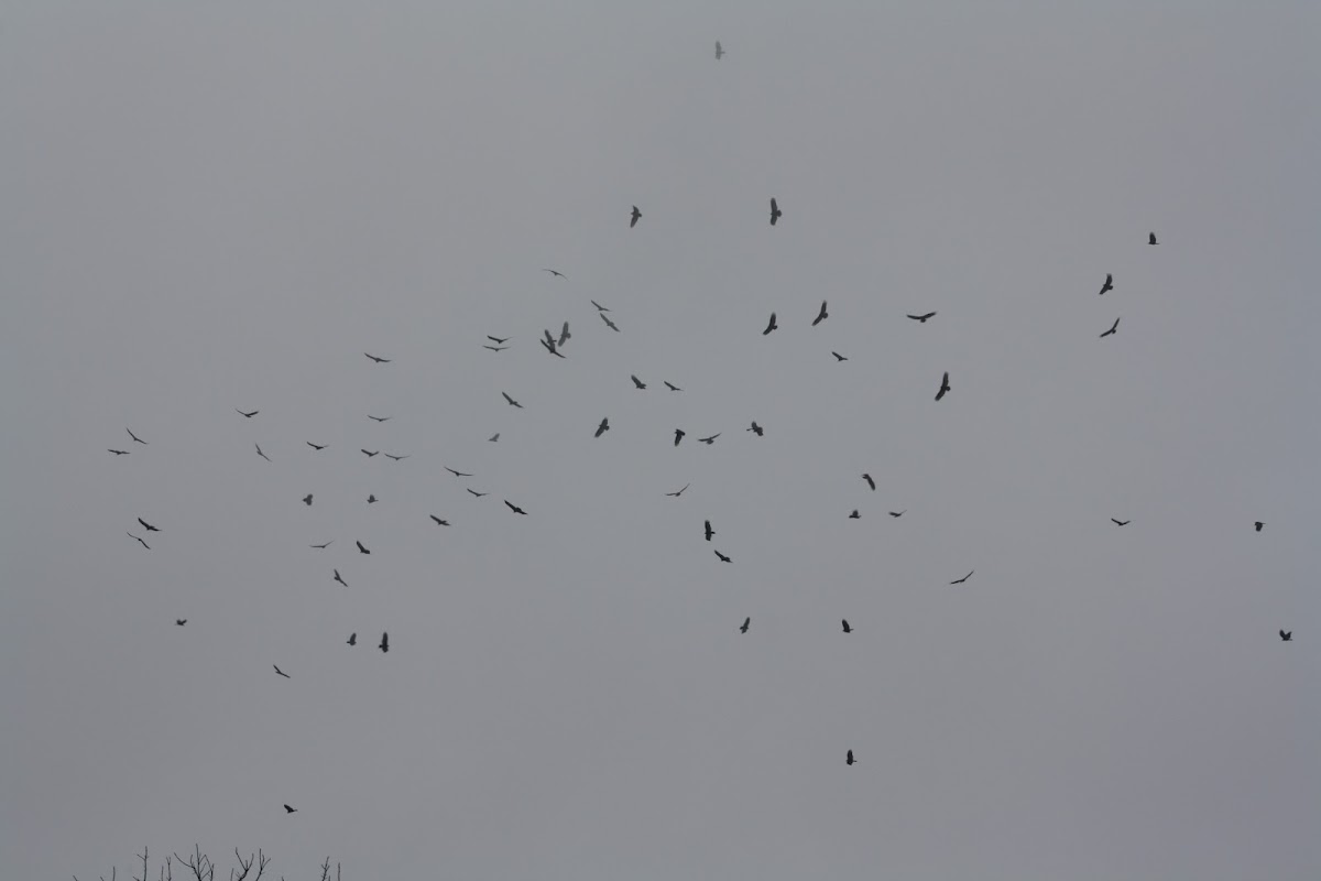 Turkey Vultures