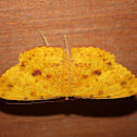 Geometer Moth