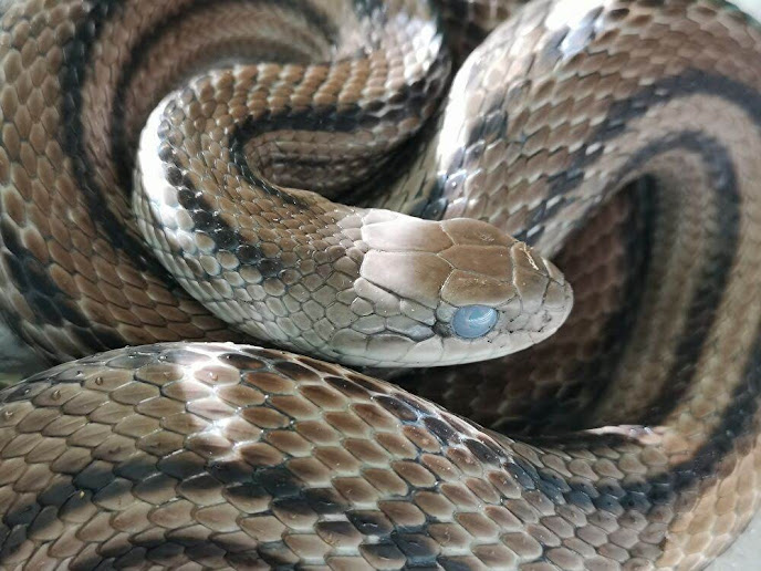 シマヘビを飼ってみたら案外かわいかった件