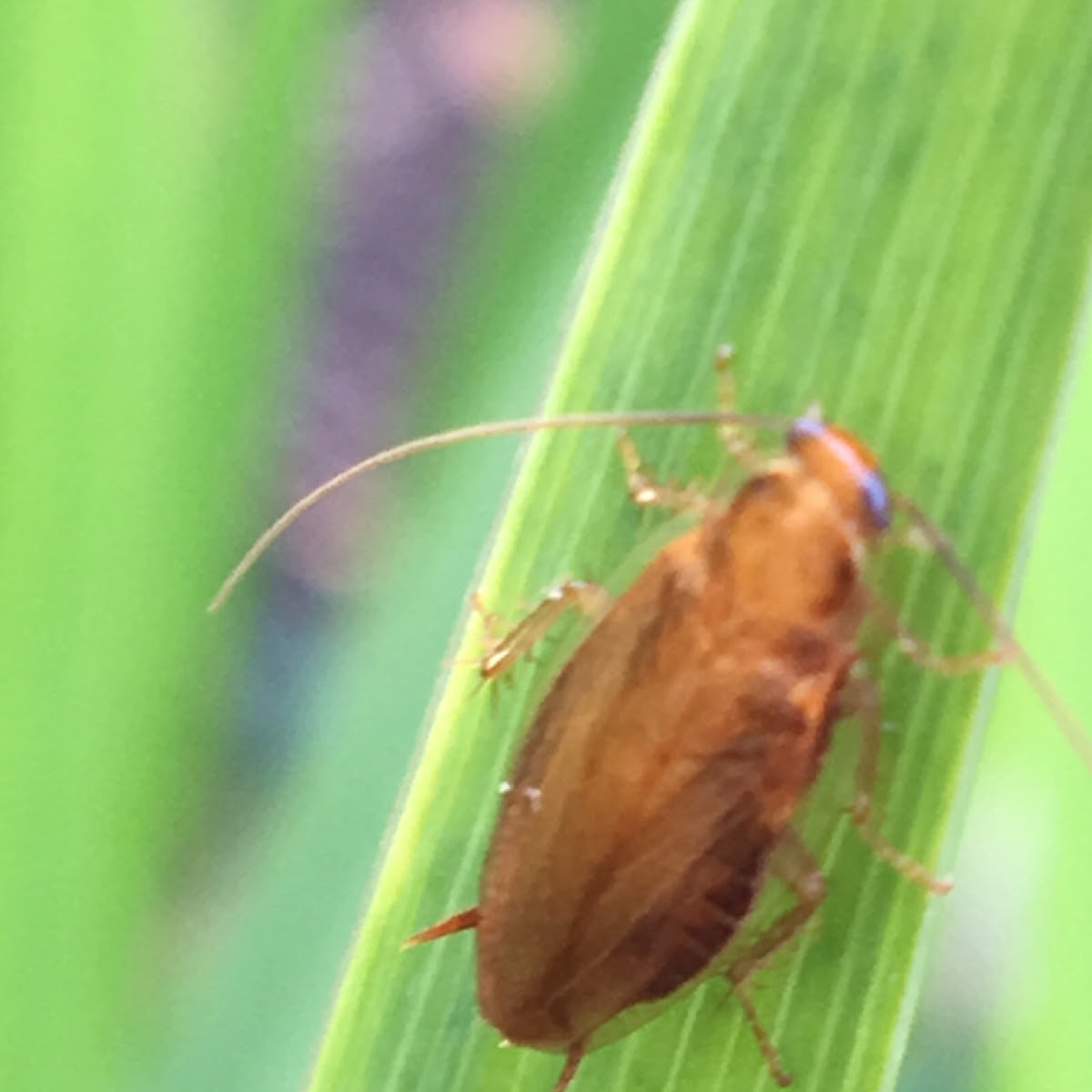 German Cockroach