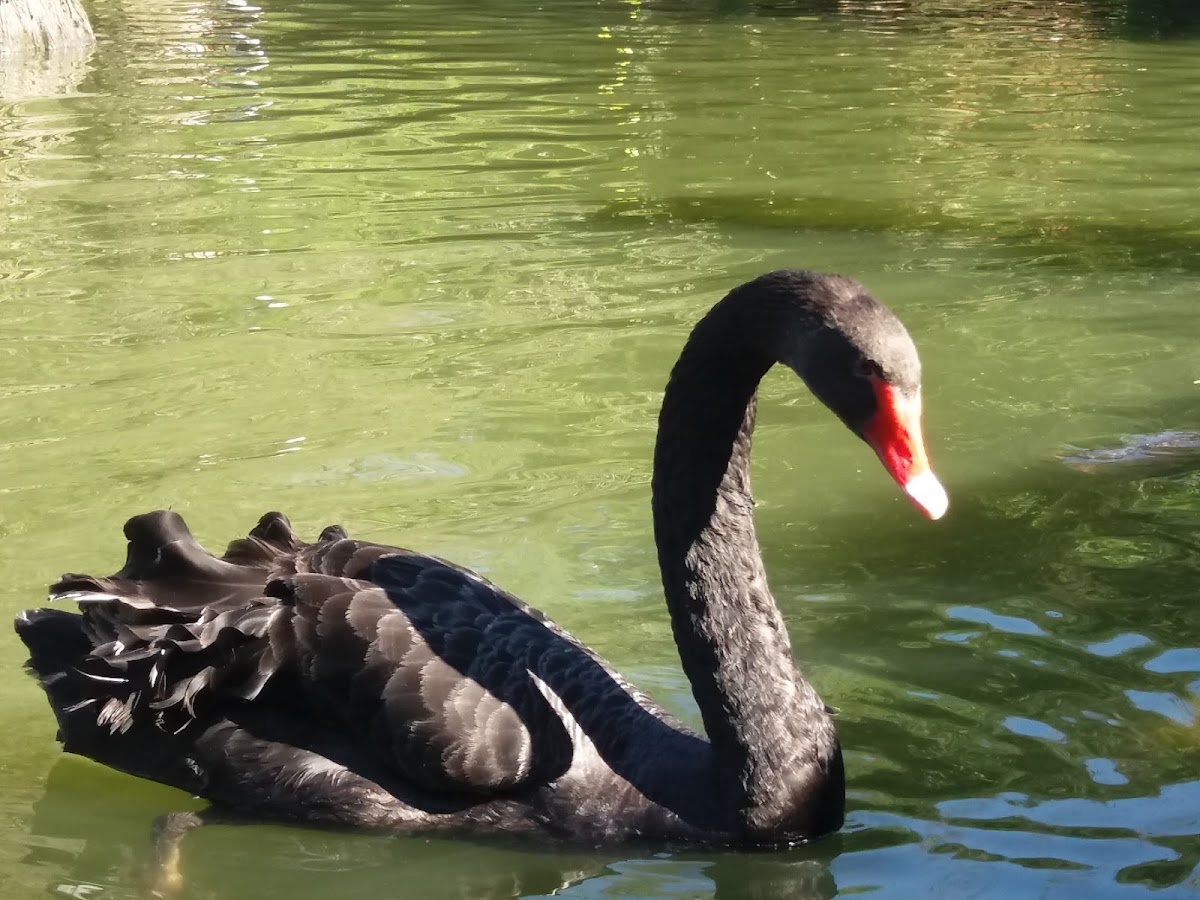 Cisne Negro