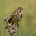 Corn Bunting