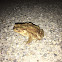 Common Toad