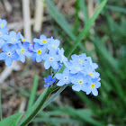 Forget-me-not