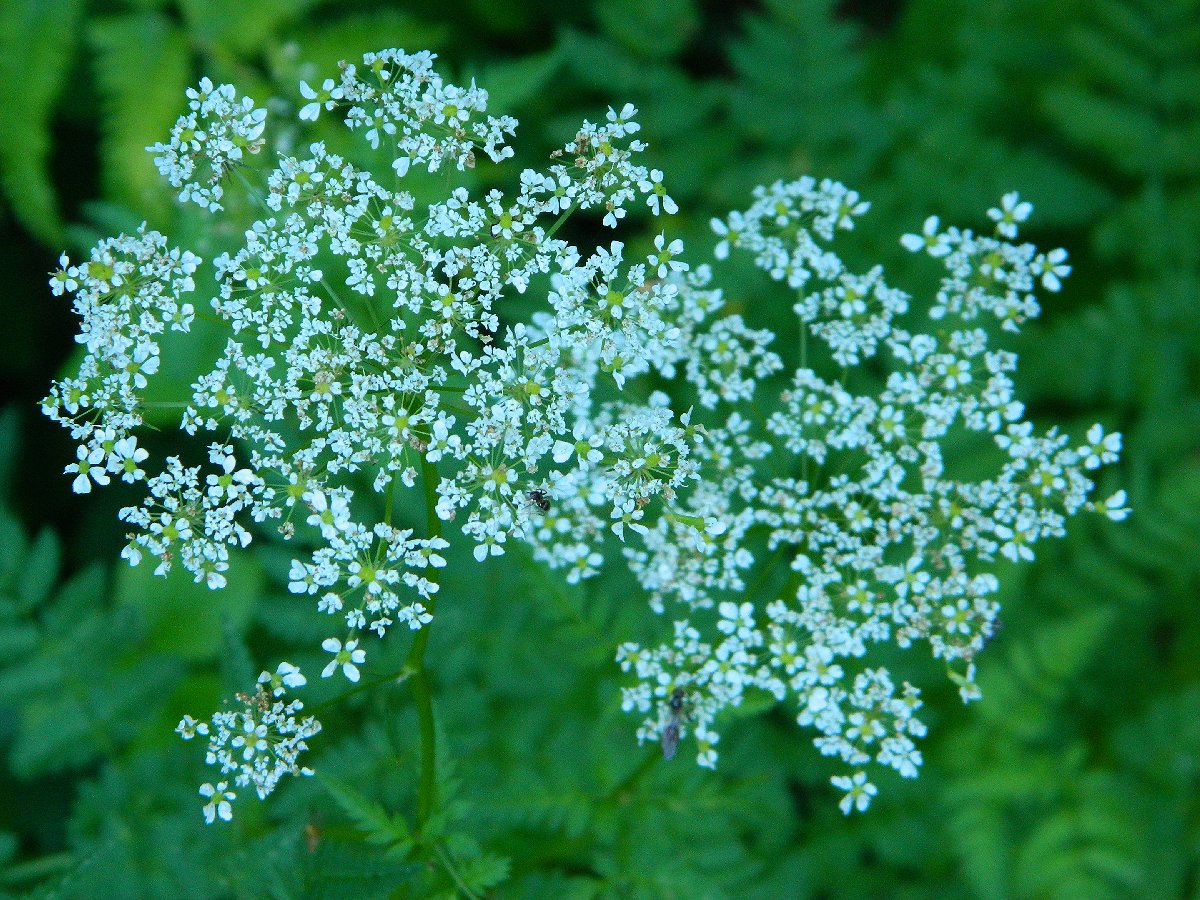 Poison hemlock (Κώνειο το στικτόν)