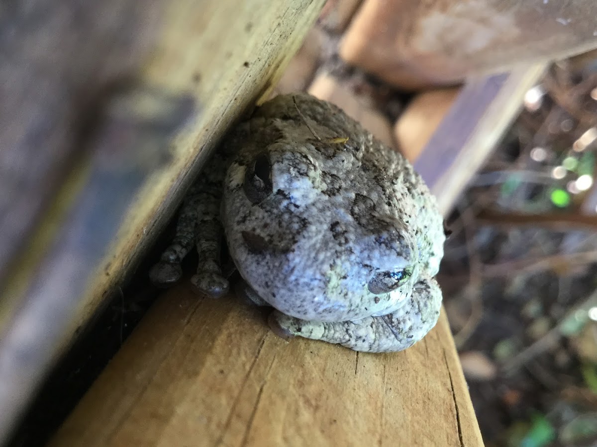 Copes gray tree frog