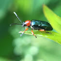 Cereal Leaf Beetle