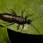 Antler Earwig