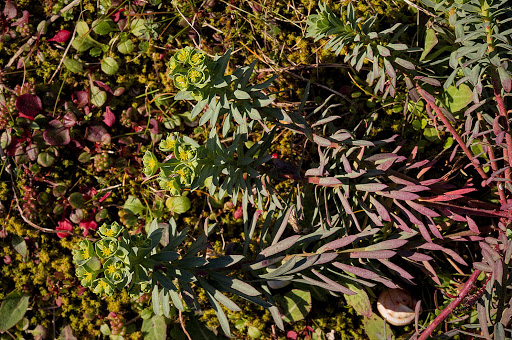 Euphorbia portlandica