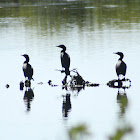 Double-crested Cormorant