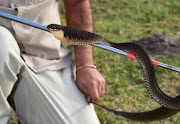 The boomslang bite caused blisters to develop on Dewald Els’s face and in his mouth and nose, down his throat and into the intestines.