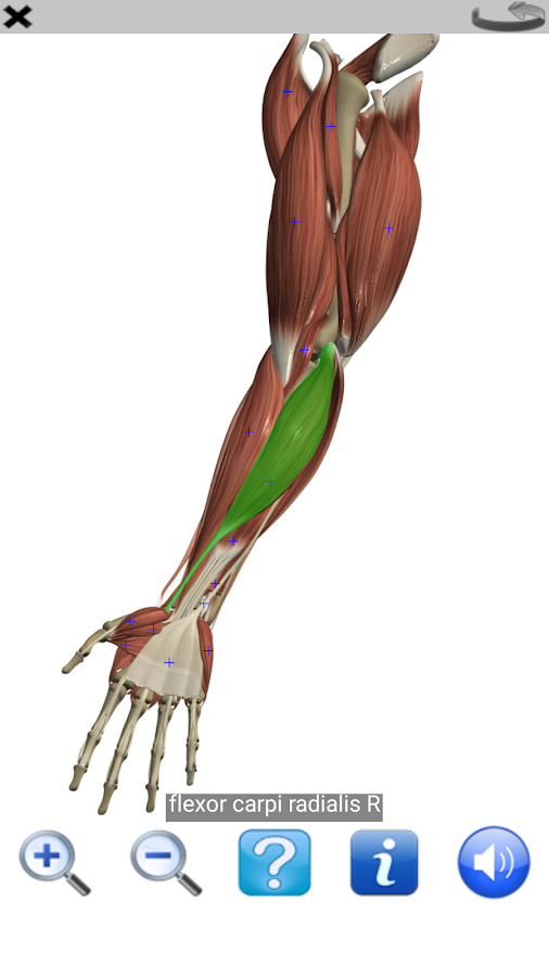 visual anatomy free - screenshot 3