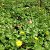 Lesser celandine