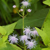 Blue Mistflower