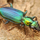 Ground Beetle