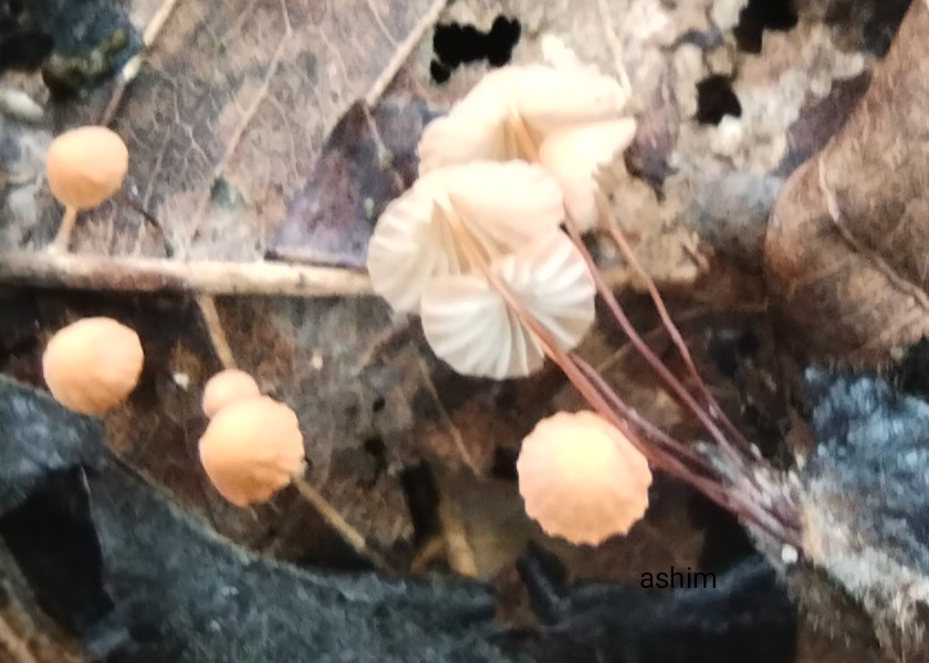 Orange Pinwheel fungi