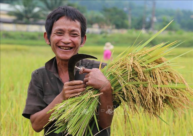 Quảng Bình: Mùa vàng trên cánh đồng lúa Rục Làn - Ảnh thời sự trong nước -  Đất nước & Con người - Thông tấn xã Việt Nam (TTXVN)