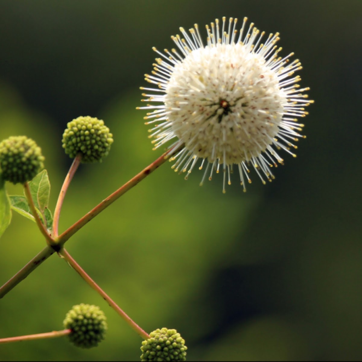 Buttonbush