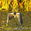 Tricolored Heron