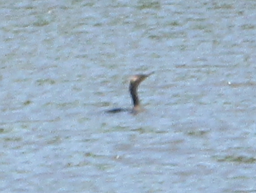 Double-crested Cormorant