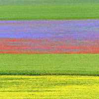 Castelluccio in fiore di 