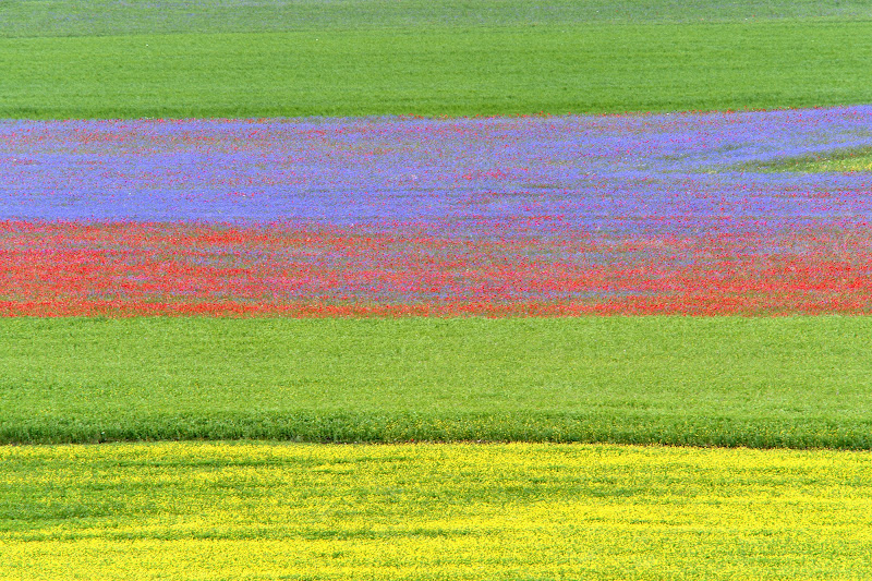 Castelluccio in fiore di si