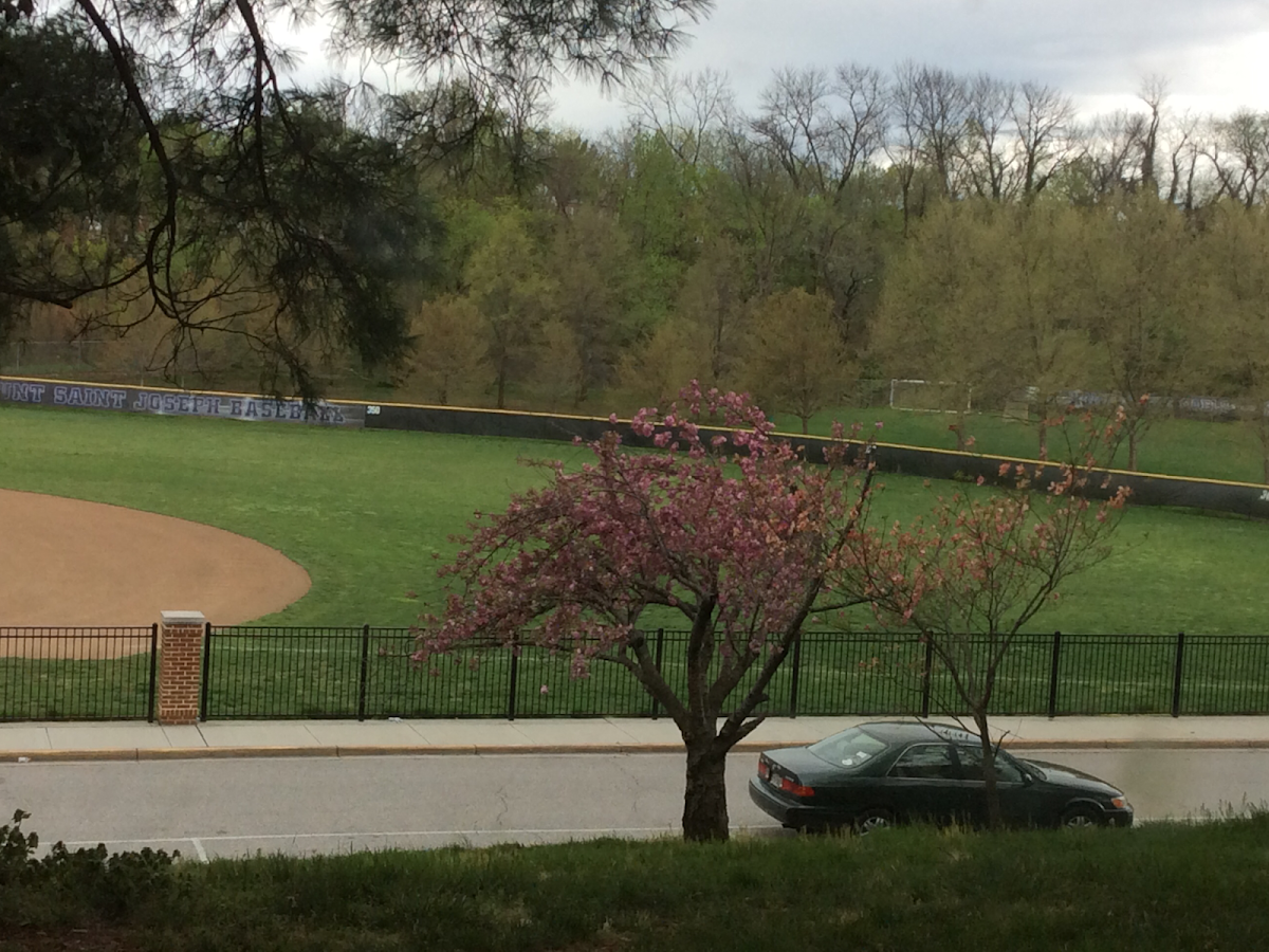 Flowering Dogwood