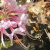 Silver-spotted Skipper