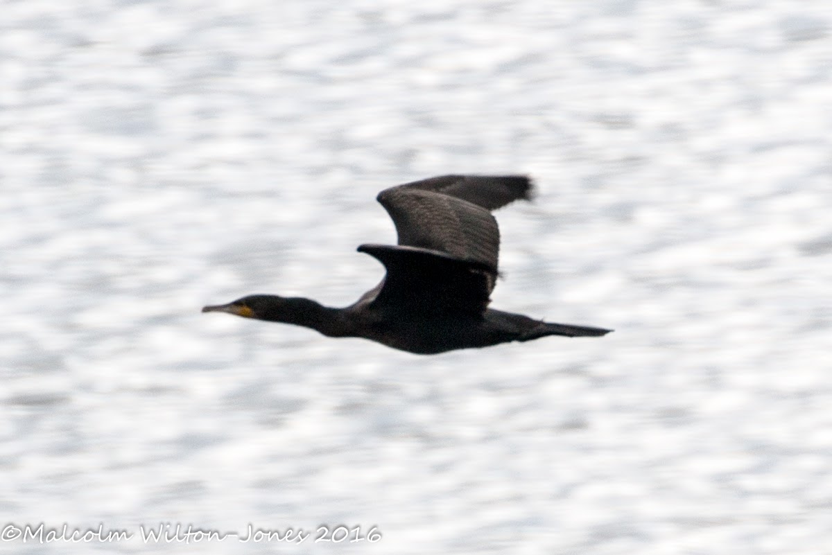 Cormorant