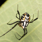 Pear-Shaped Leucauge Spider