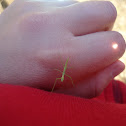 stick insect