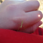 stick insect