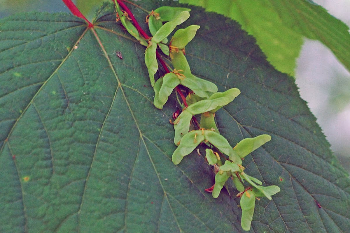 Maple Seed