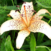 Lily Jigsaw Puzzles  Icon