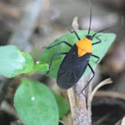 Mirid Plant Bug