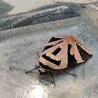 Four Eared Donkey Moth