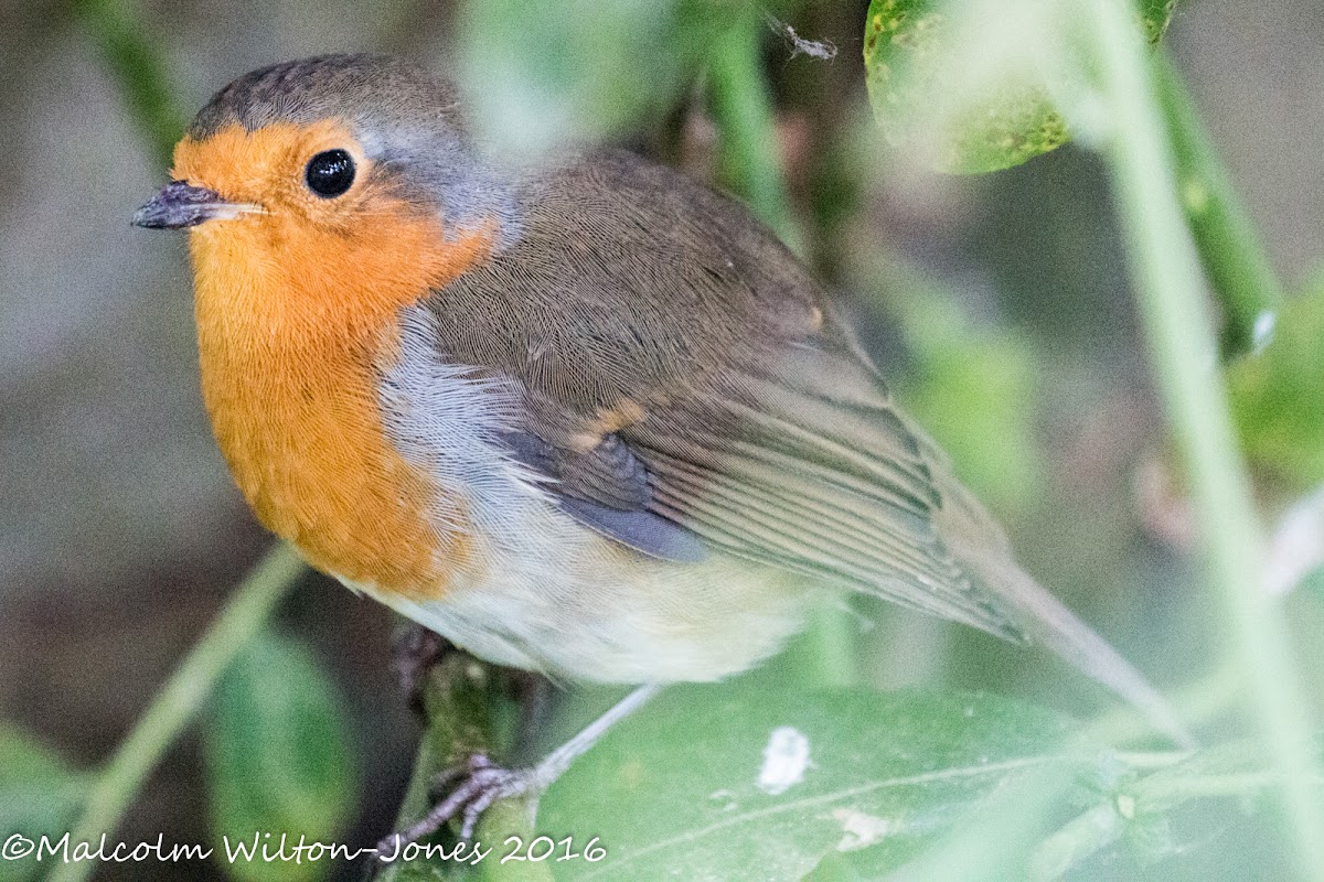 Robin