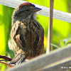 Swamp Sparrow