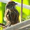 Swamp Sparrow