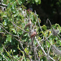 Inca dove