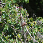 Inca dove