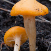 Australian Chanterelle